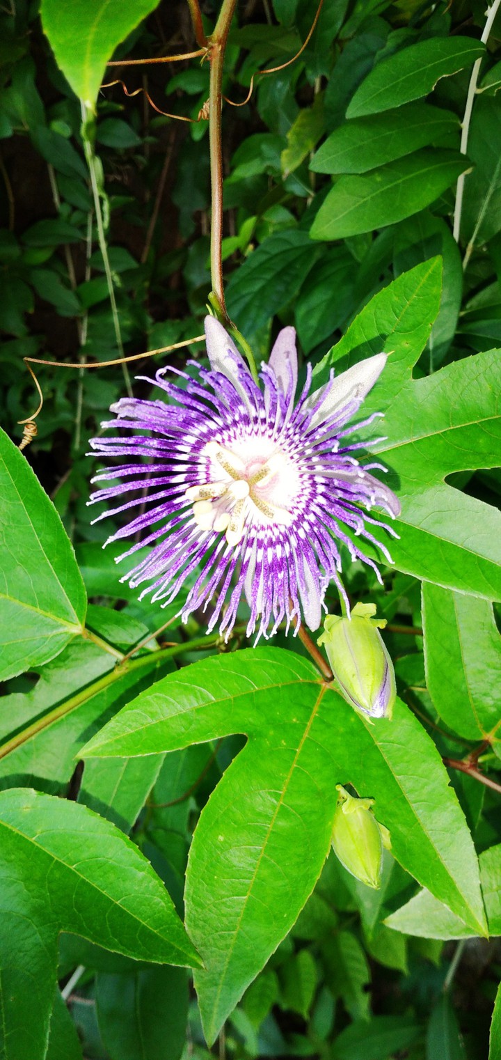 nature