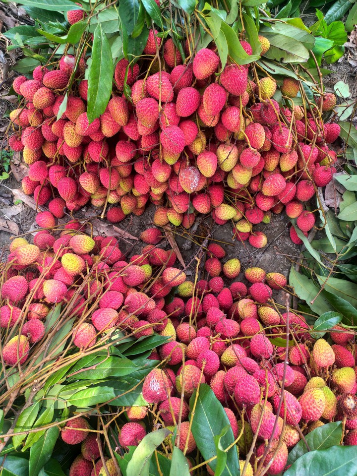 Indian Famous Fruit Litchi