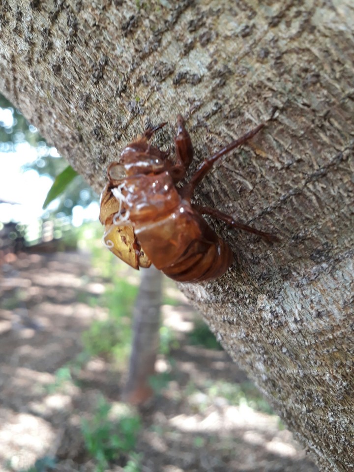 NATUREZA