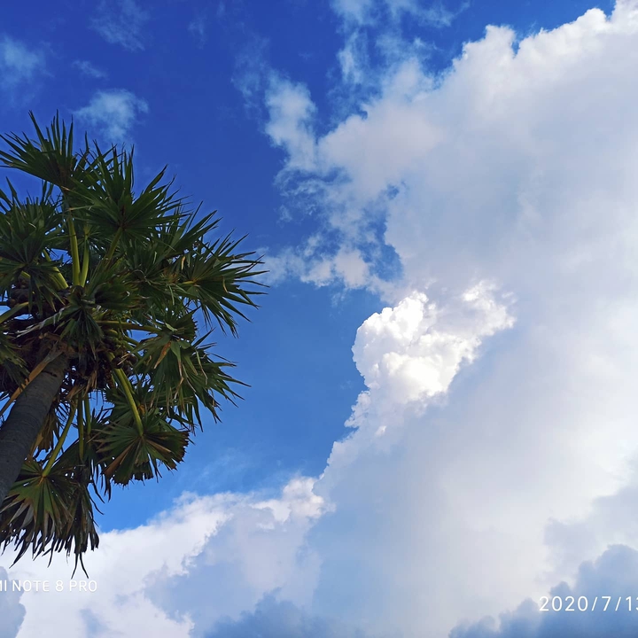 palm n sky