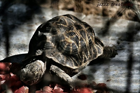 Tortoise