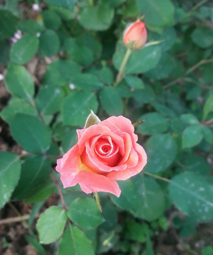 my rose ;)