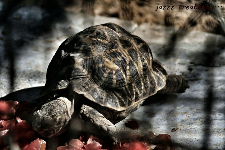 Tortoise