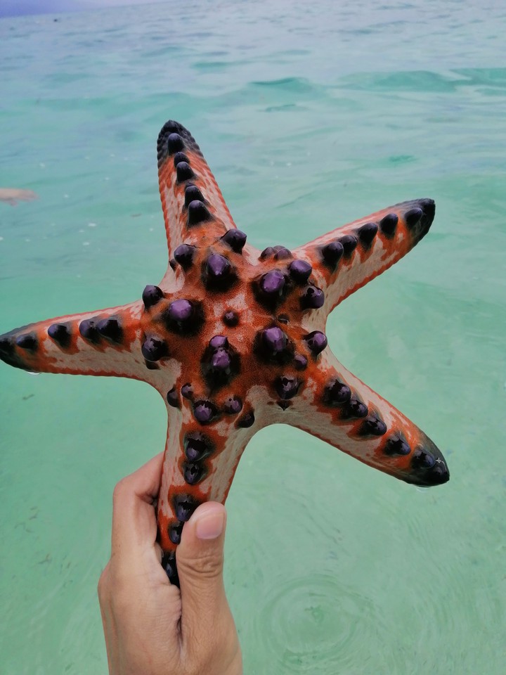 STARFISH
