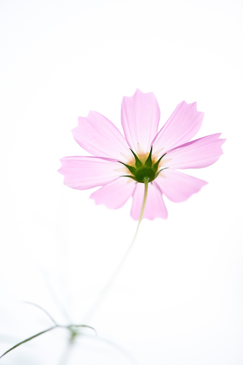 Pink Flower