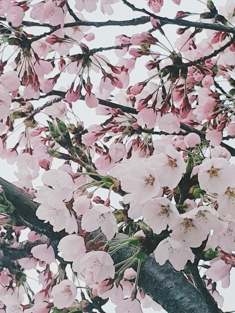 spring flower