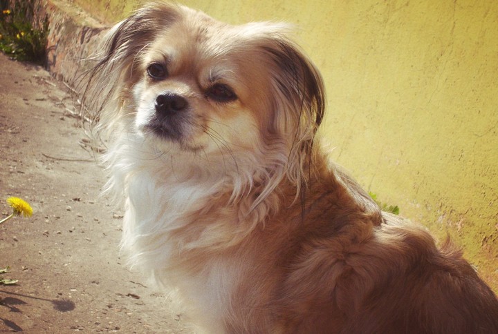 dog