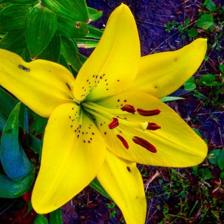 Flower