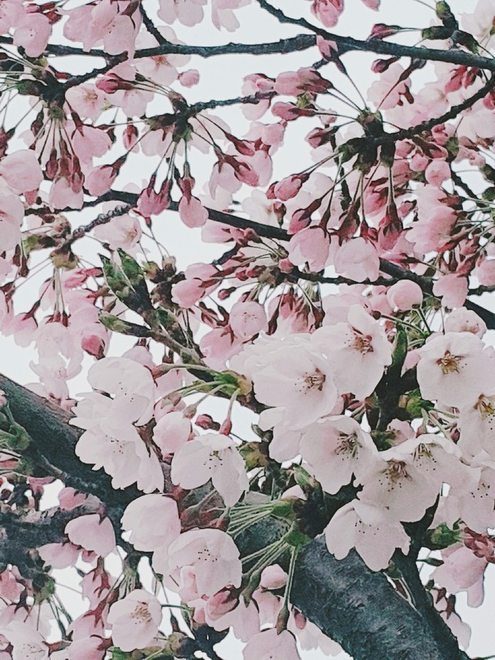 spring flower
