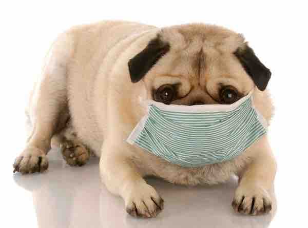 doctor pug
