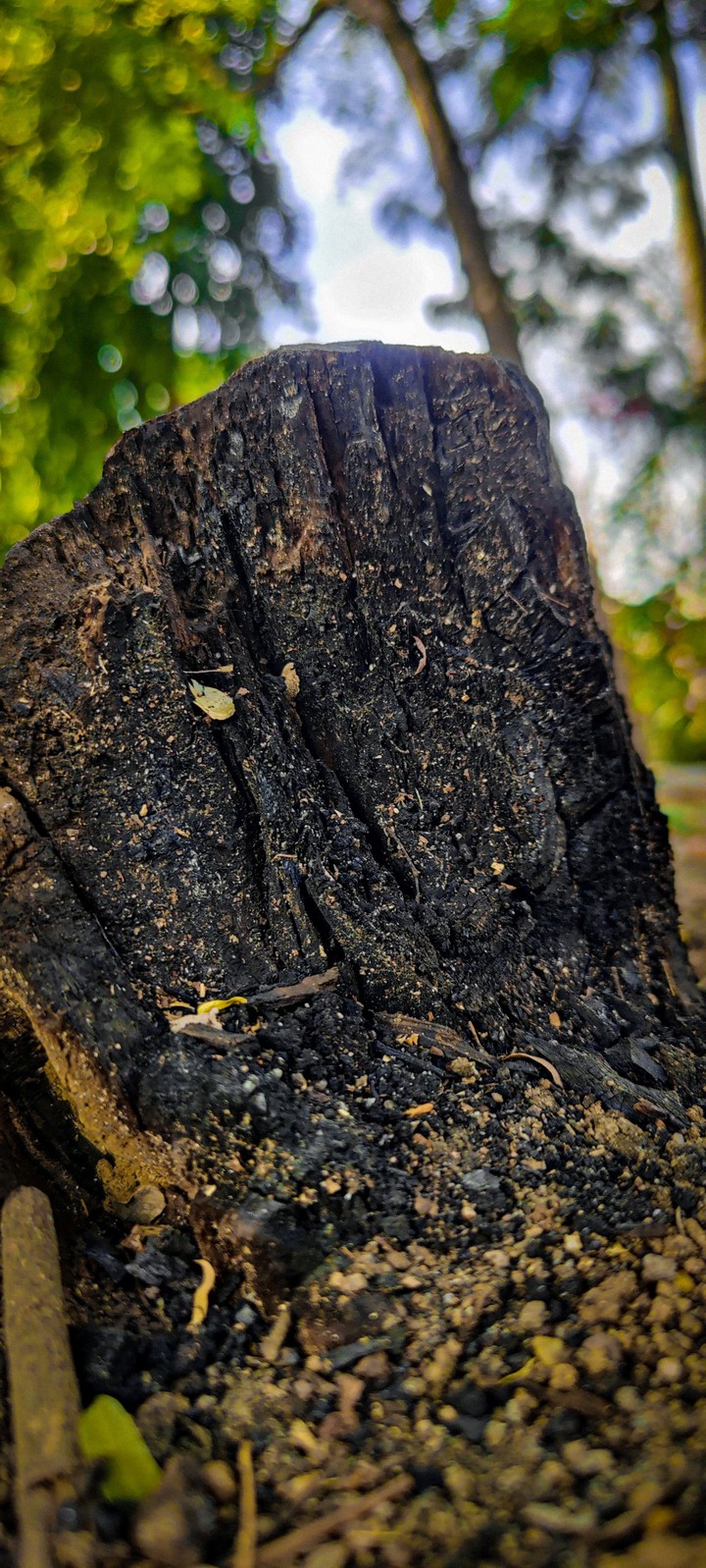 tree burn