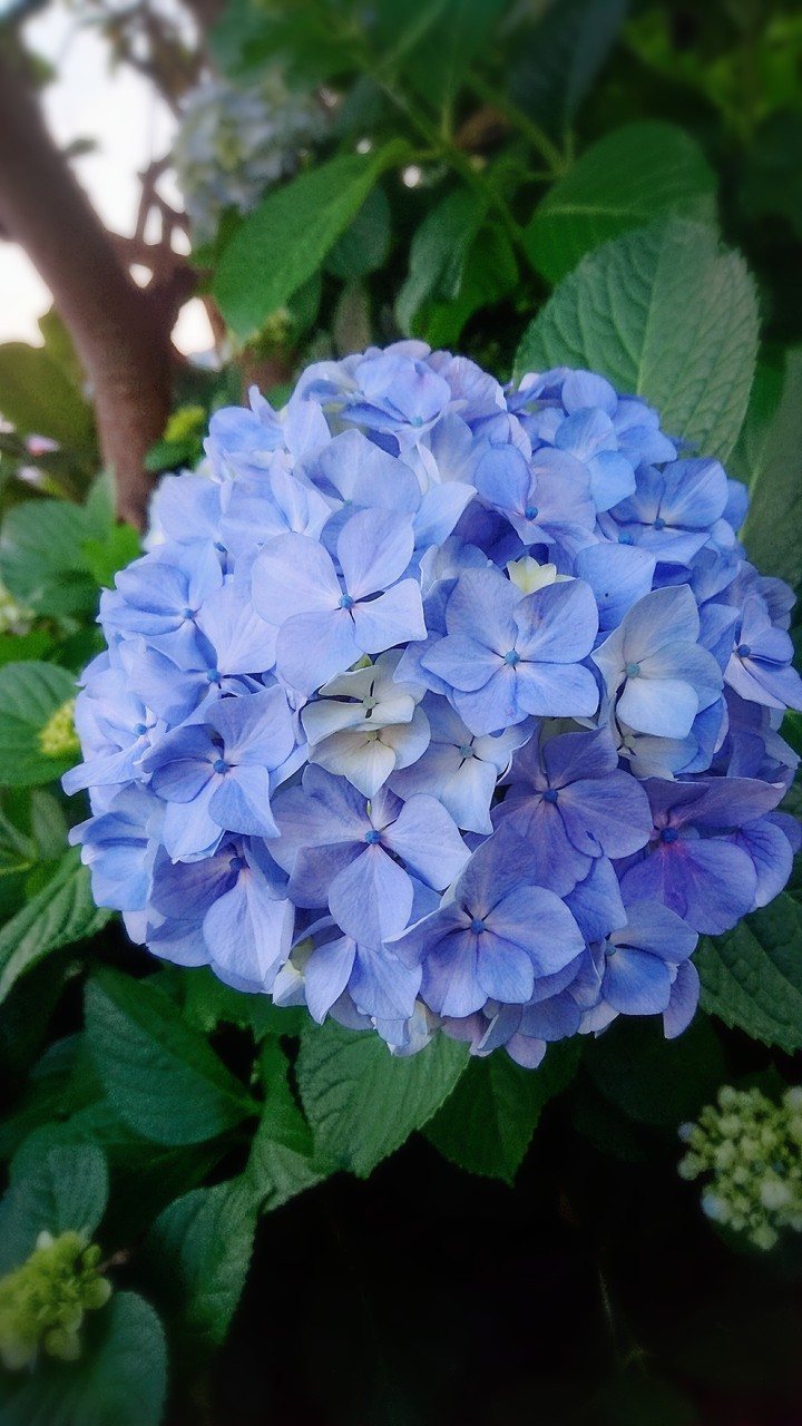紫陽花