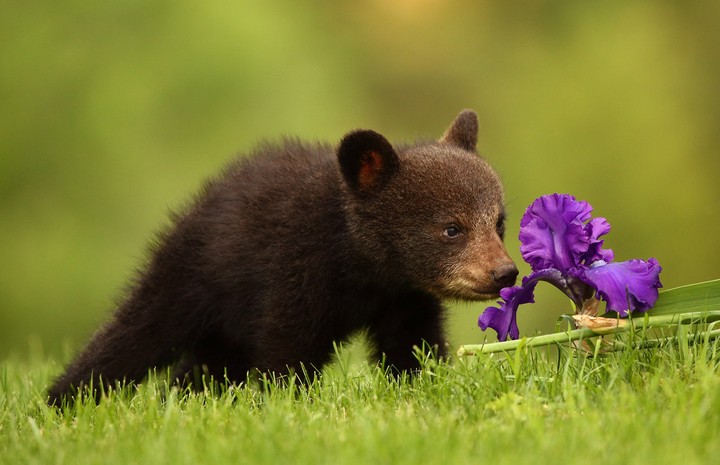 baby bear