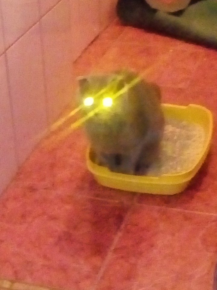 котик какає