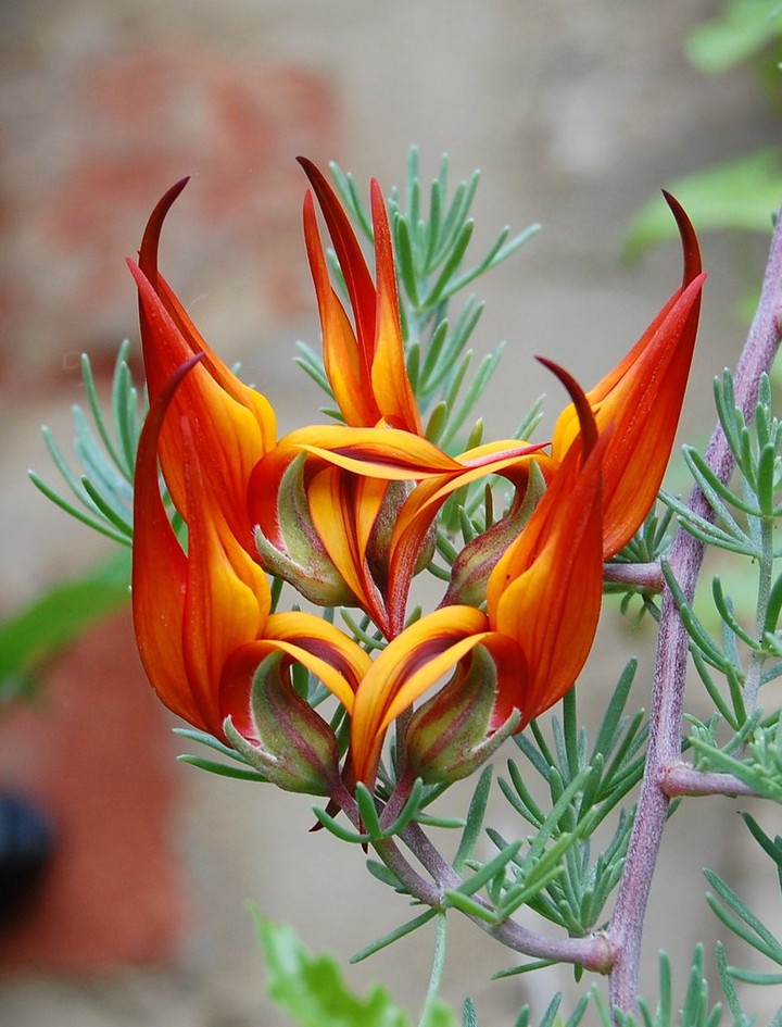 Pretty flower