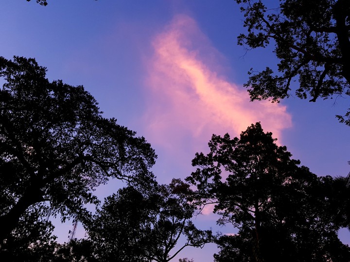 Pink in Violet