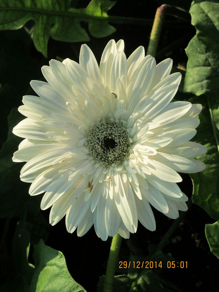 oxeye_daisy