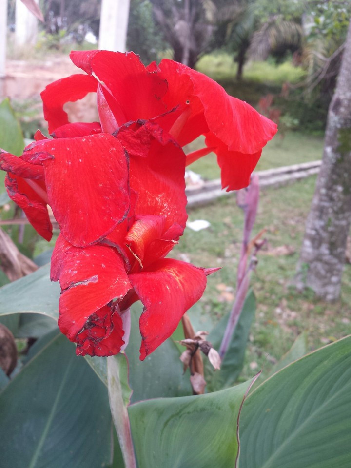 flower