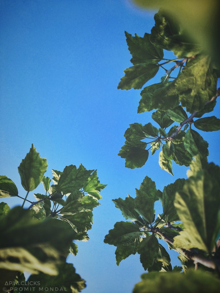 leaves