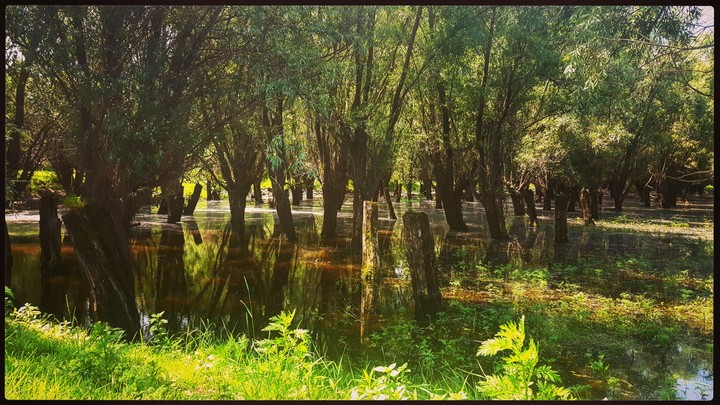 Forest