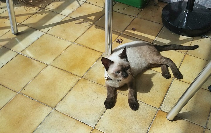 siamese cat