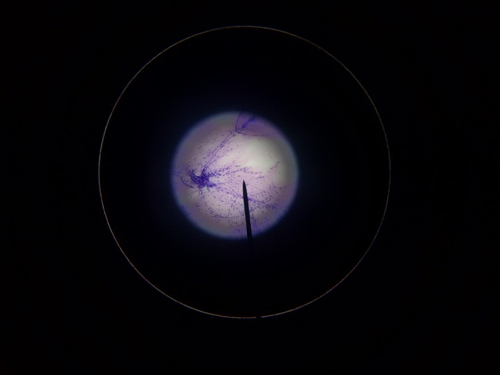 Microscopic Wonder 2