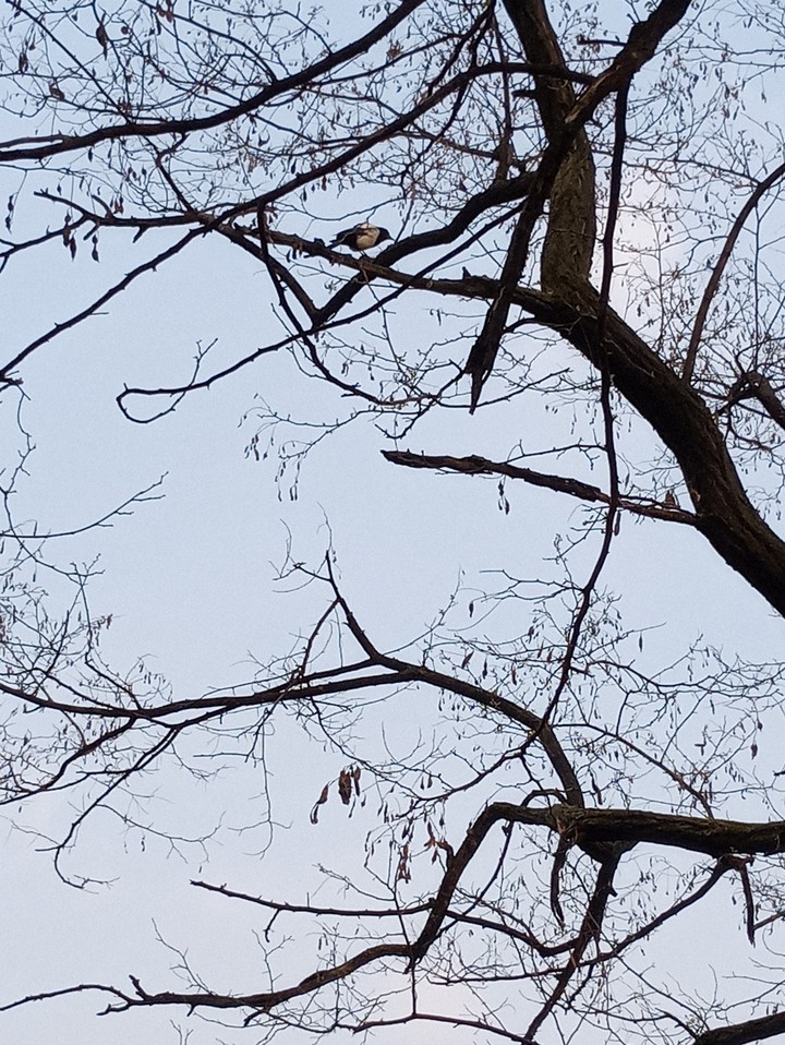 tree