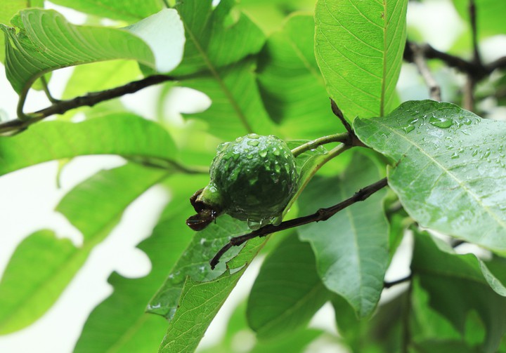rain drop with guava