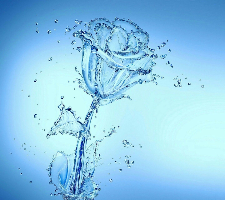 Water Rose