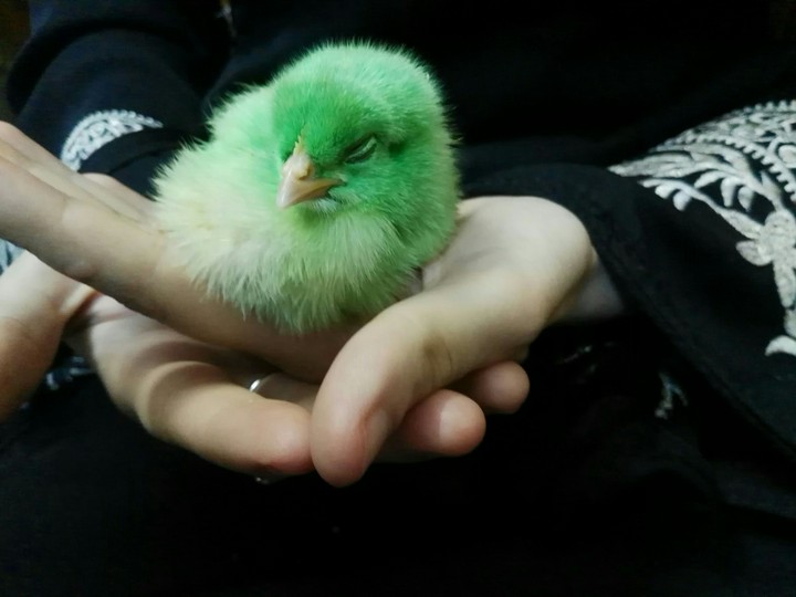 bird