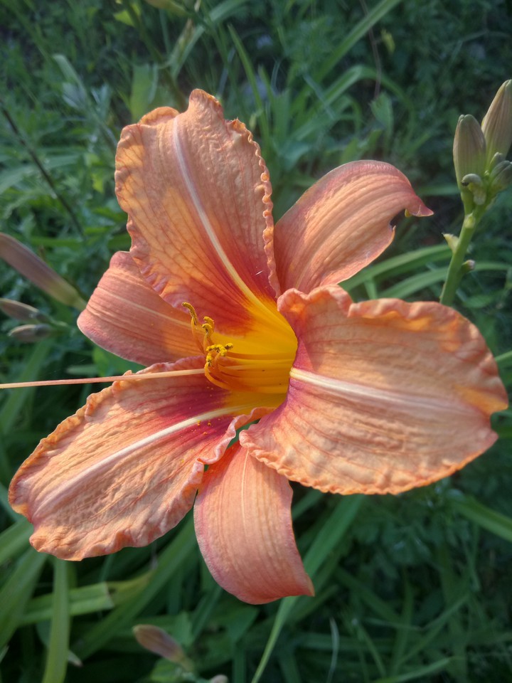 lilianum bosniacum