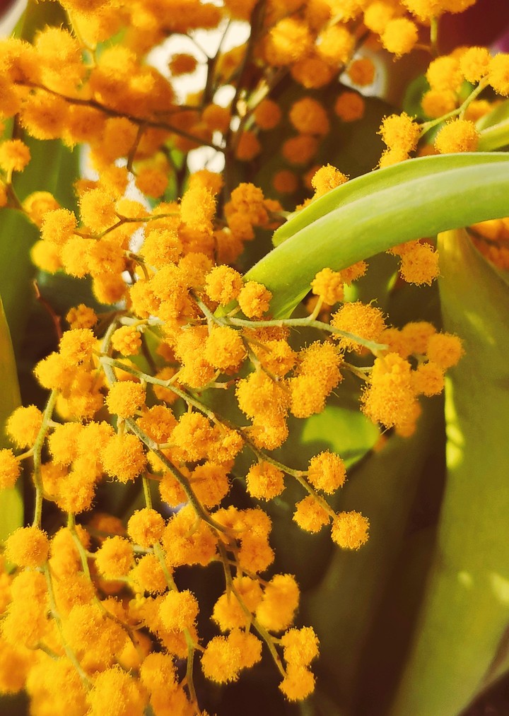Mimosa