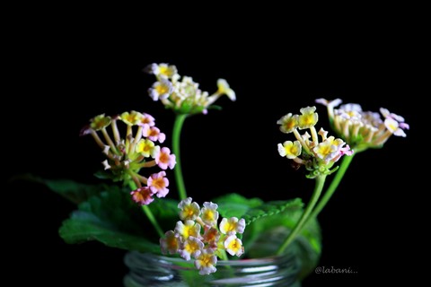 шпалери flower, wildflower