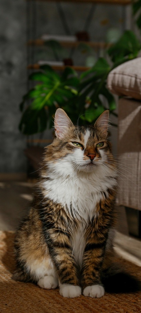 обои felidae, snout