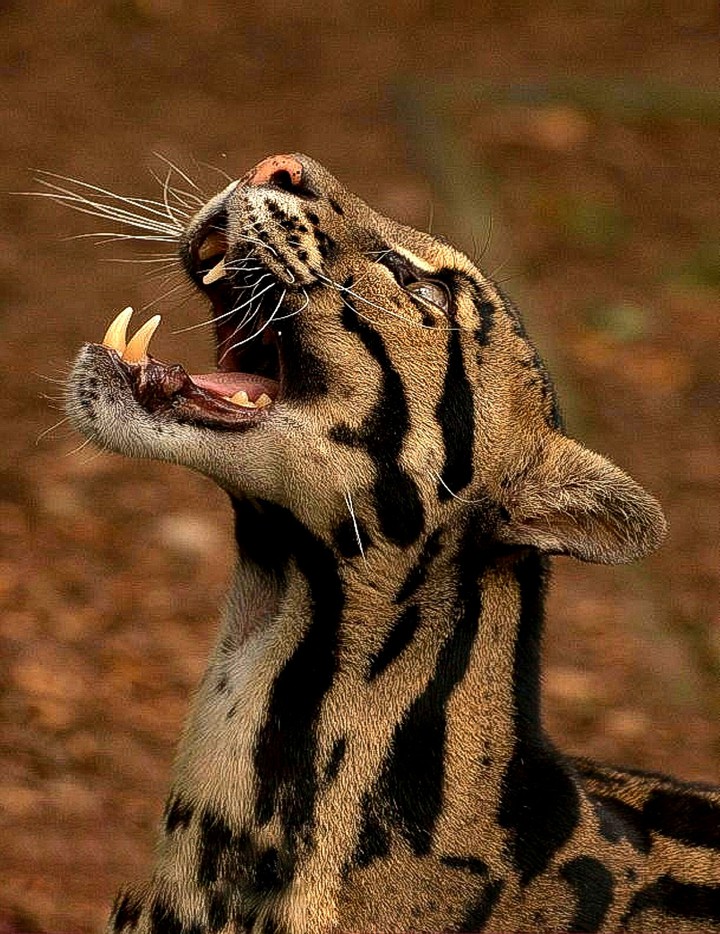 Clouded Leopard Shopping