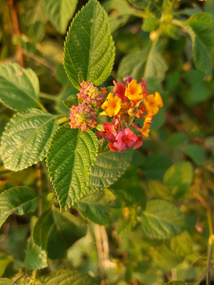 evergreen plant