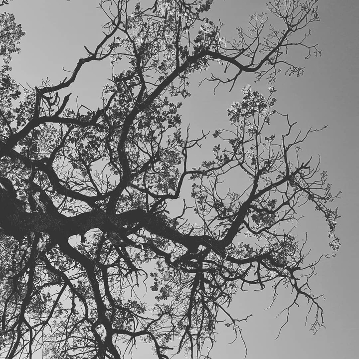 arbres