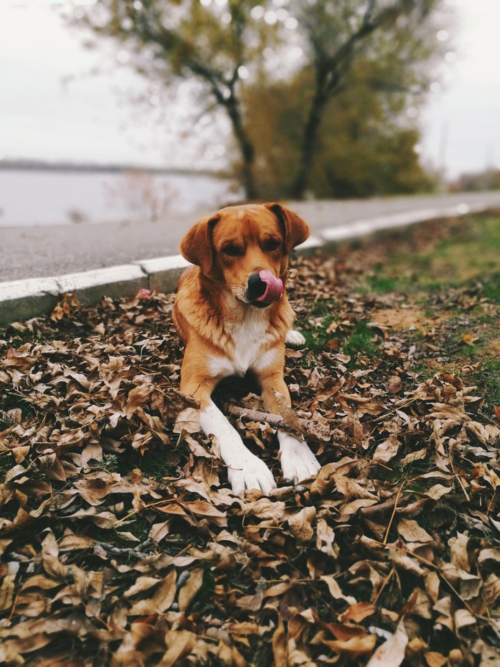dog