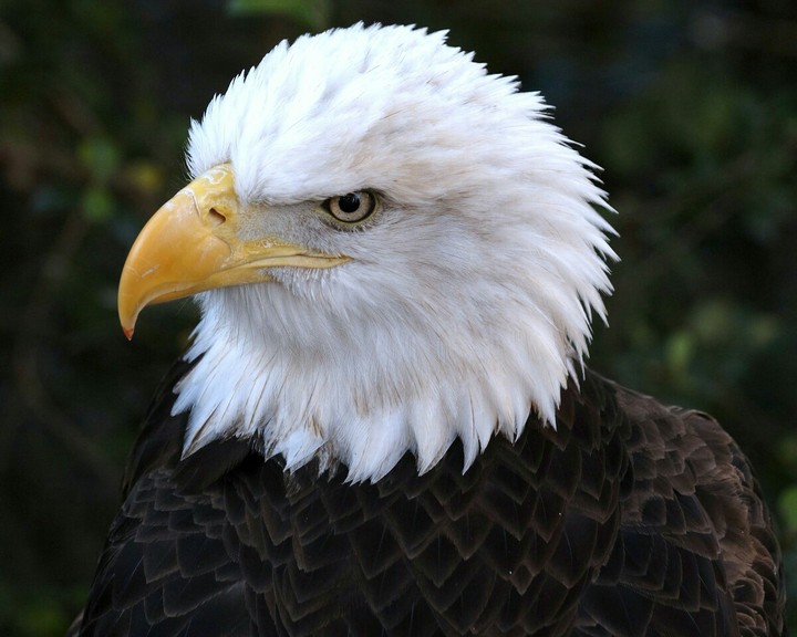 aigle oiseaux