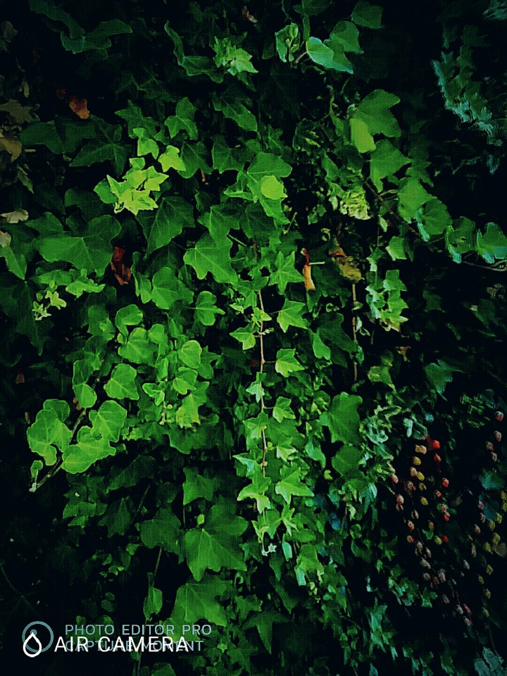 TOPICAL LEAVES