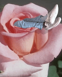 Pink Rose