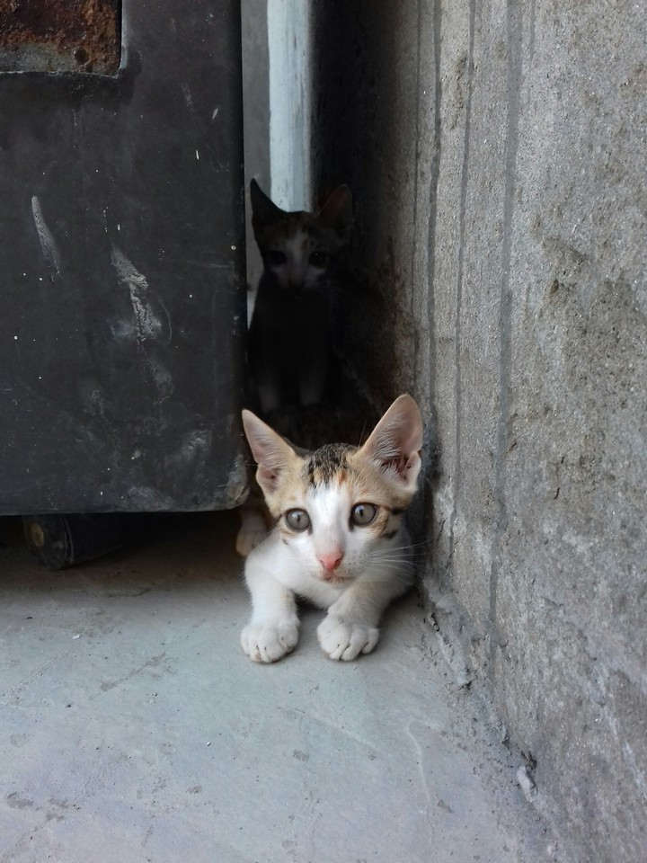 Cat3
