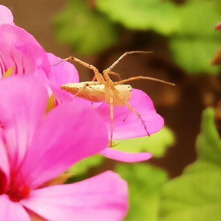 A crawl on the flower....