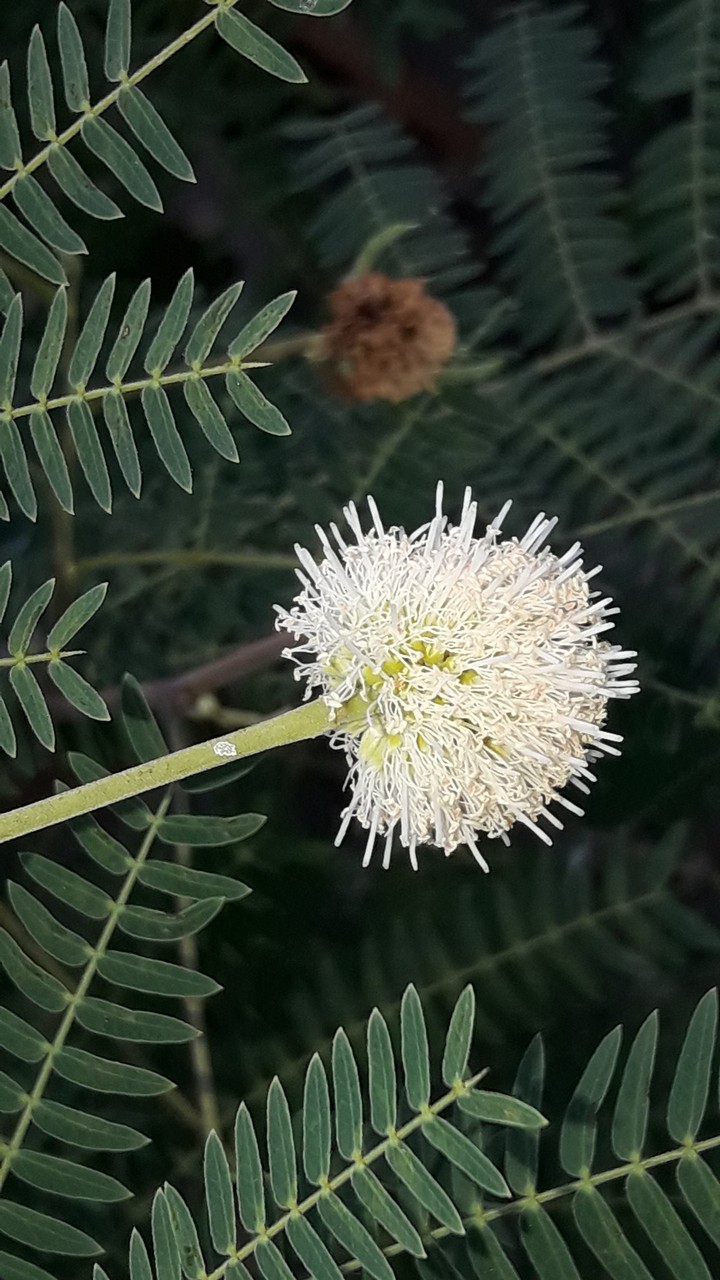 flor