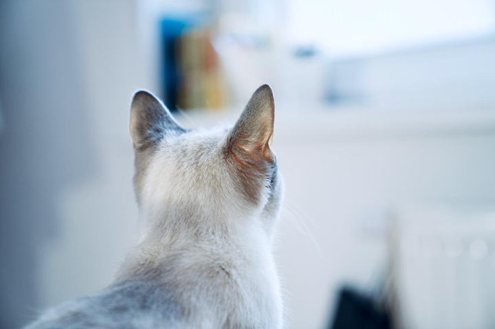 Кошка