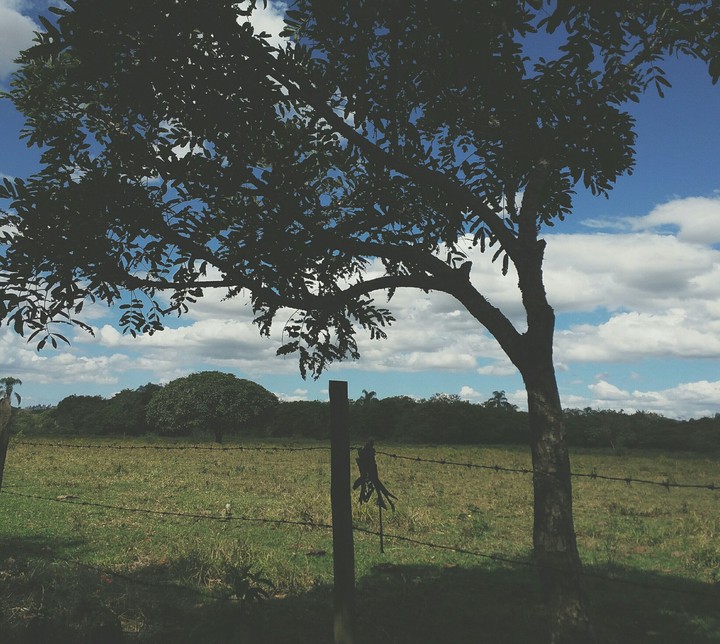 Nature