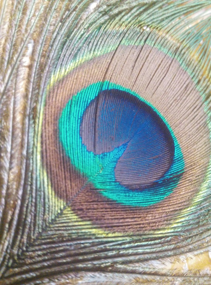 feather