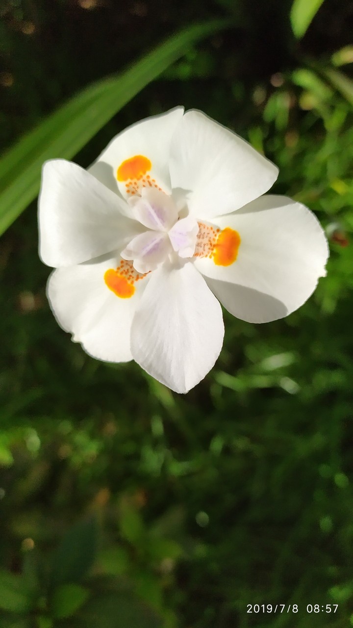 Flores da Mariola