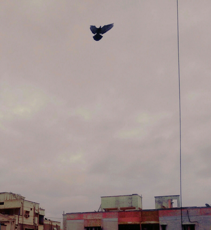 flyhigh