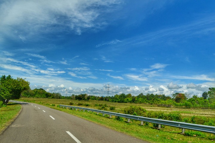 Ricefields